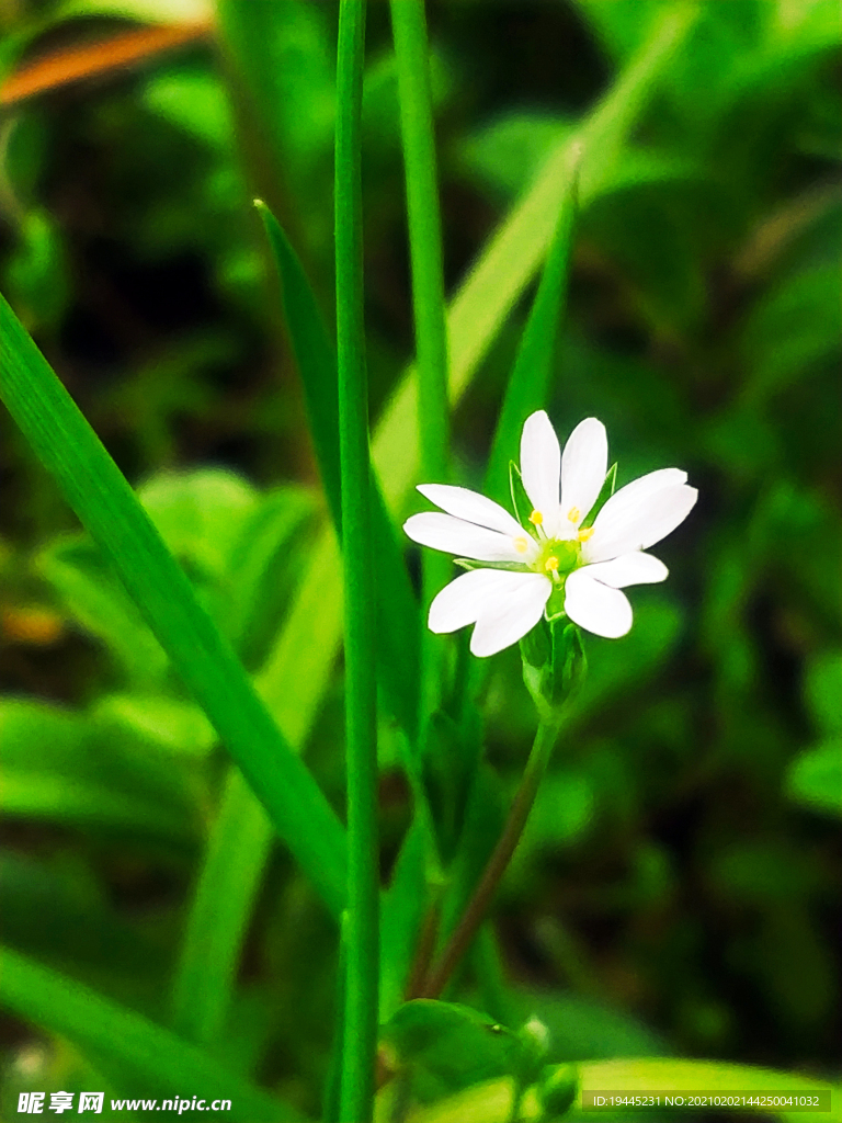 雀舌草