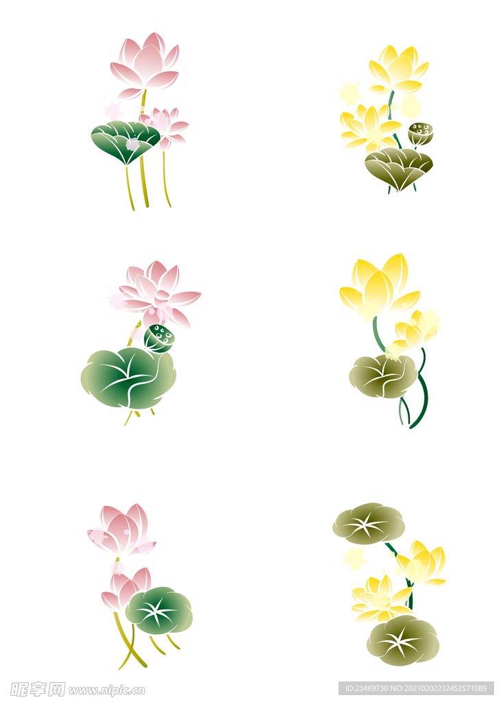 荷花