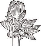 荷花