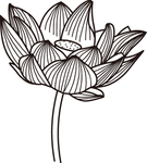 荷花