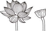 荷花