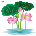 荷花
