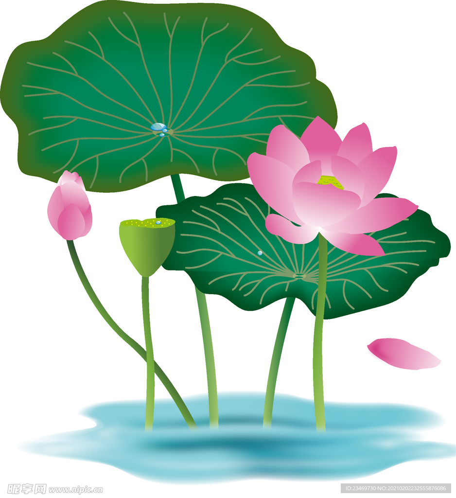 荷花