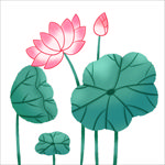 荷花