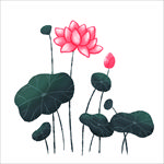 荷花