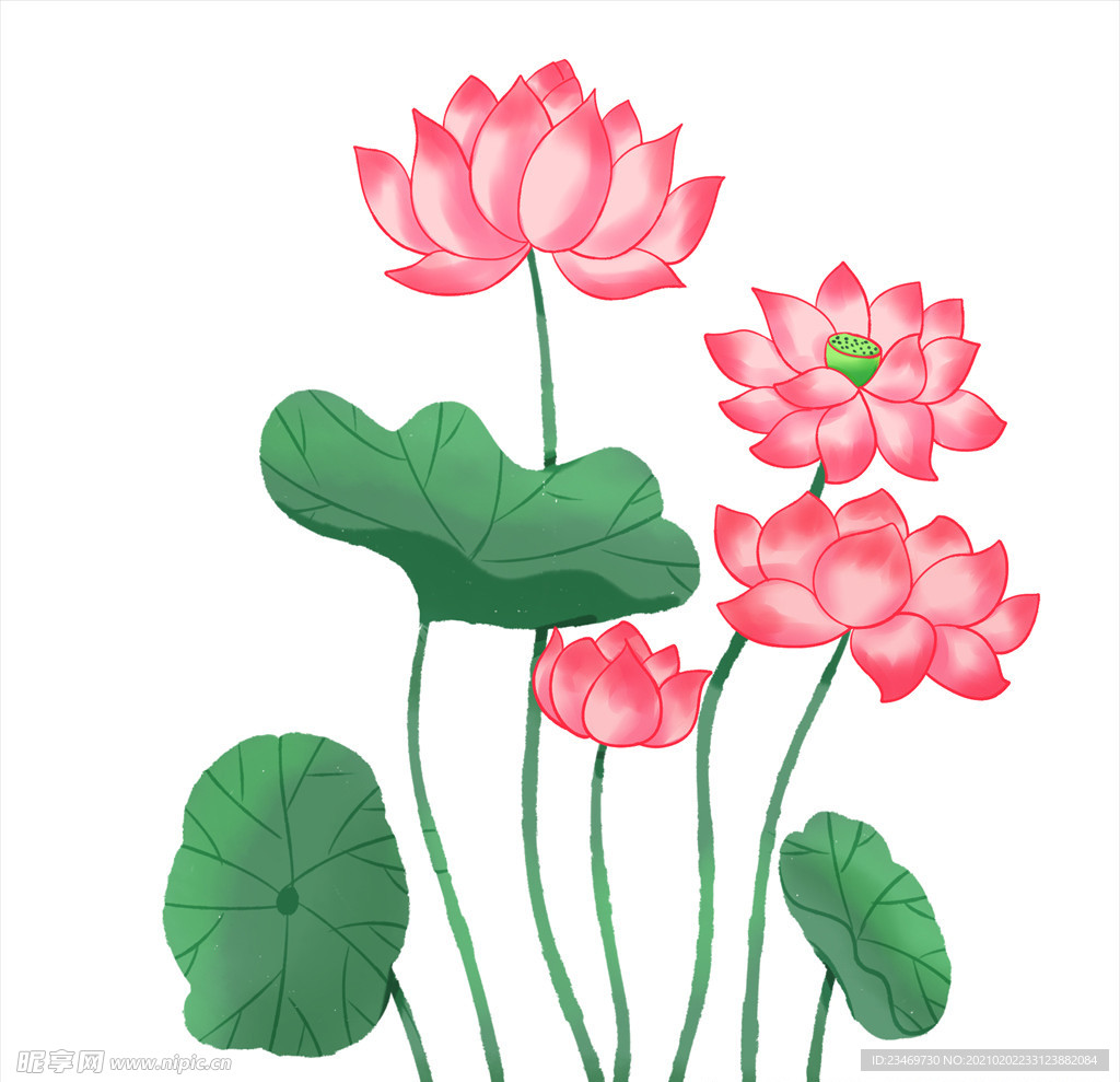 荷花