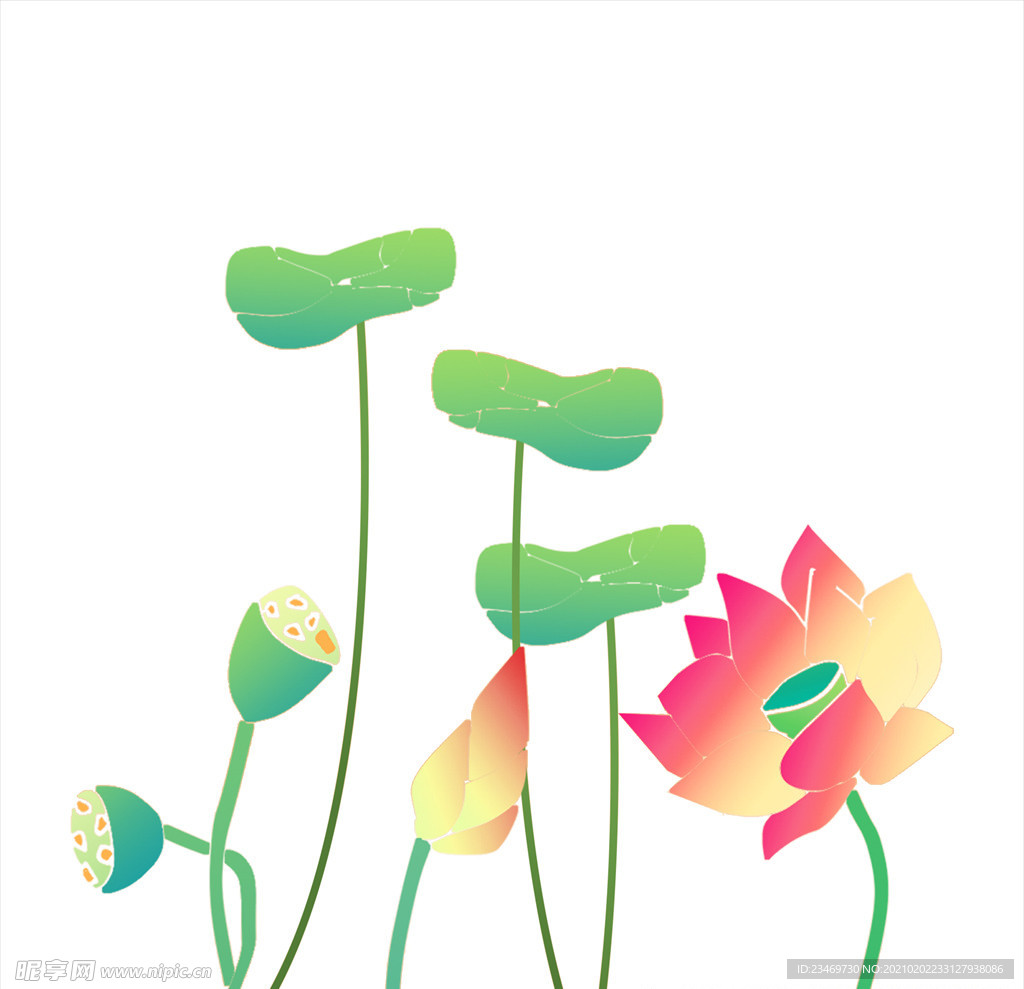 荷花