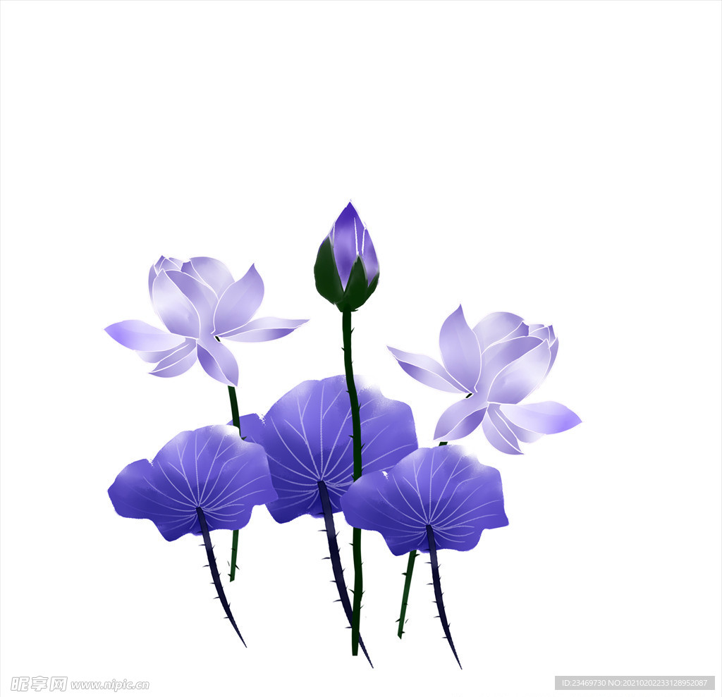荷花
