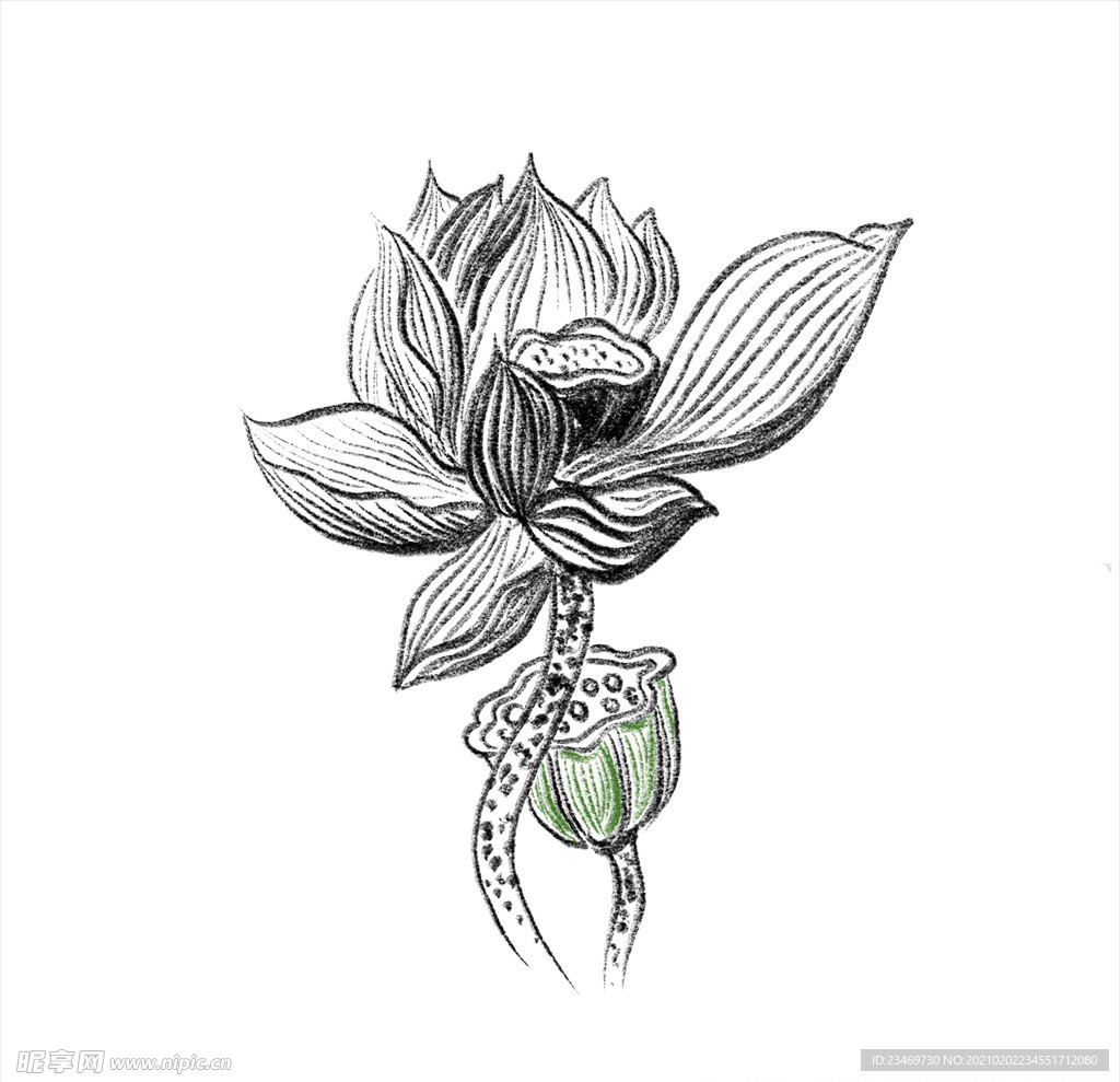 荷花