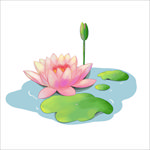 荷花