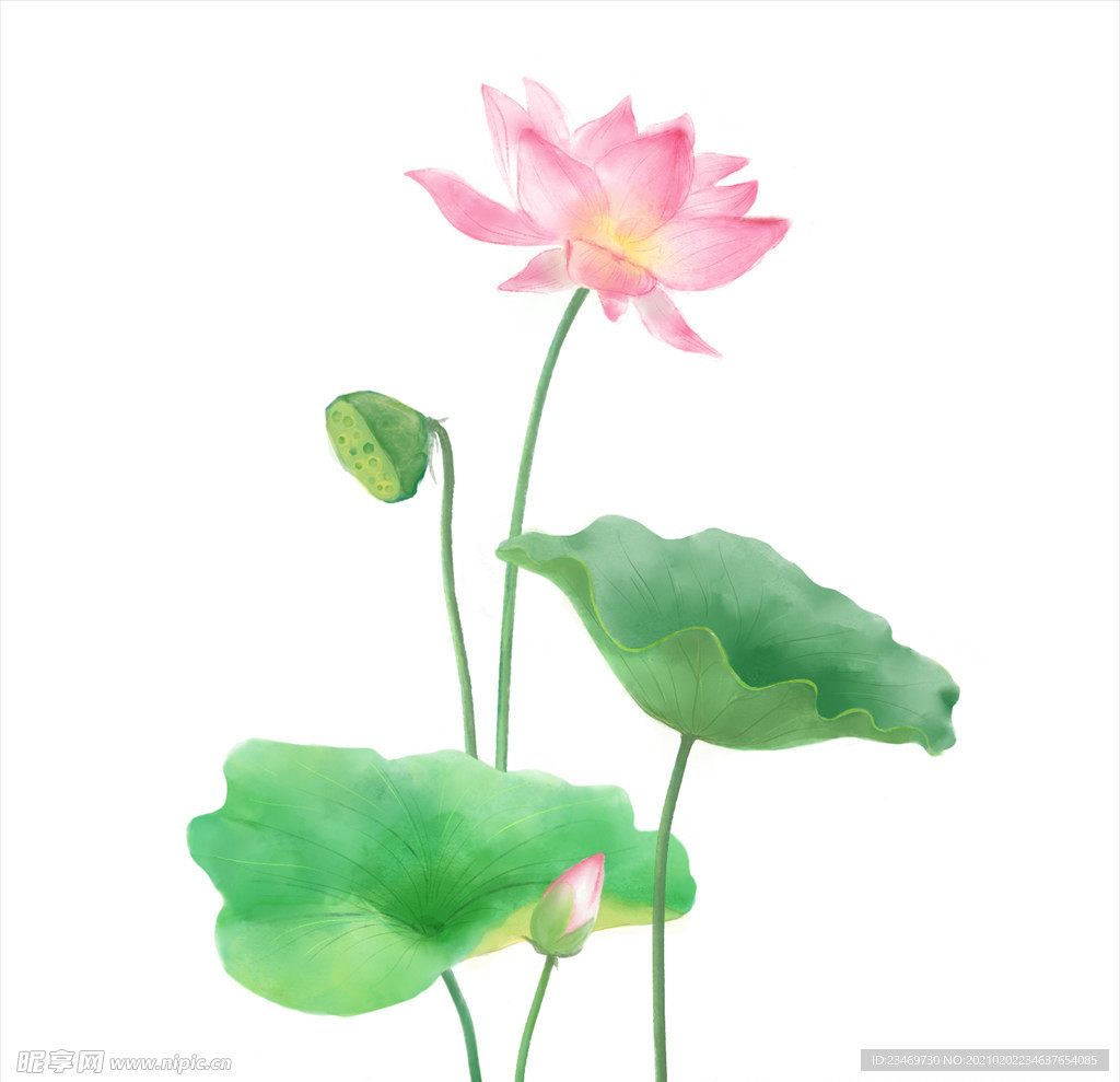 荷花
