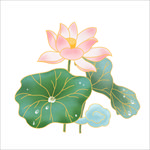 荷花