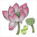荷花