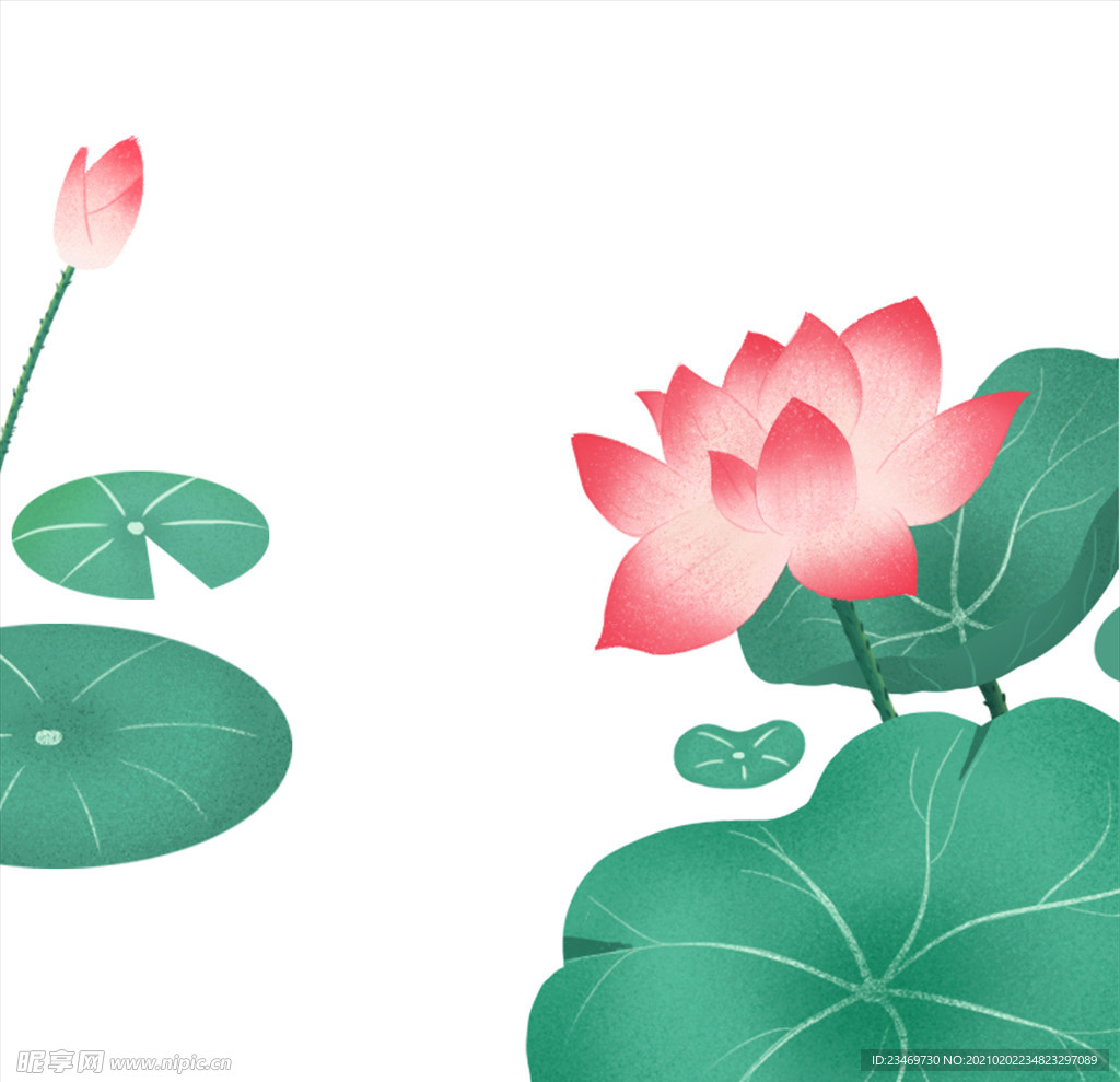 荷花