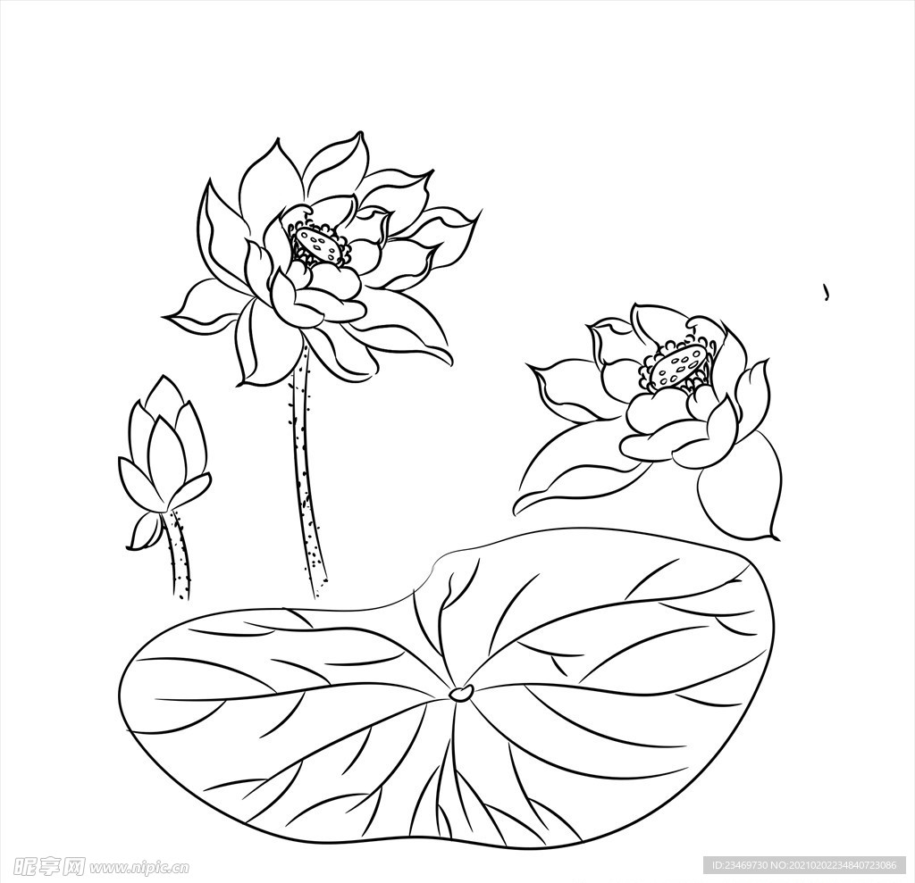 荷花