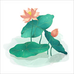 荷花