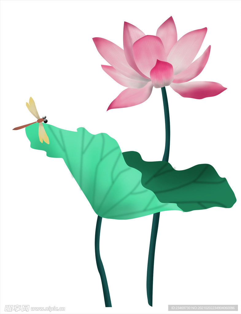 荷花