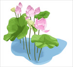 荷花