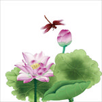 荷花