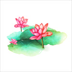 荷花