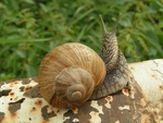 蜗牛