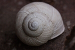 蜗牛