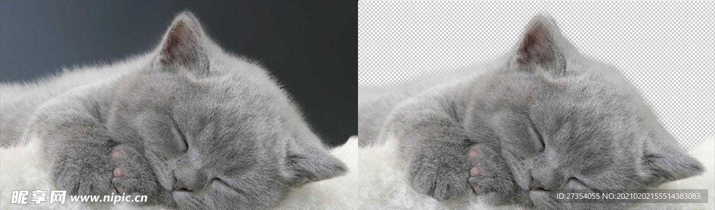 猫