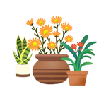 盆栽植物