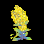 手绘插画黄色油菜花元素
