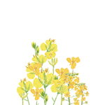 金色油菜花元素