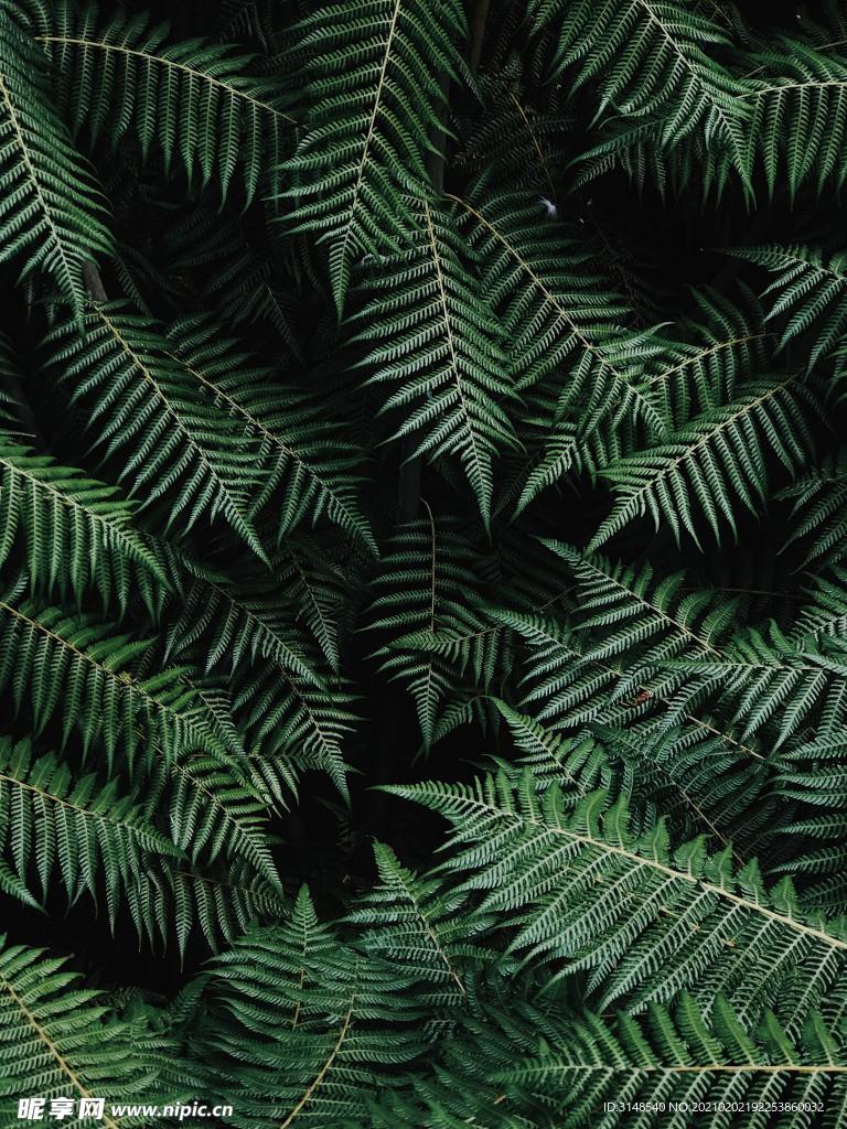 绿色植物