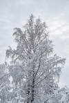 冬季雪松雾凇摄影