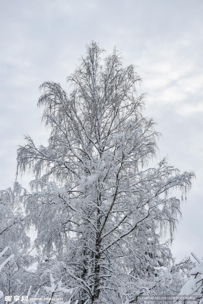 冬季雪松雾凇摄影