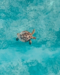 海中游泳的海龟