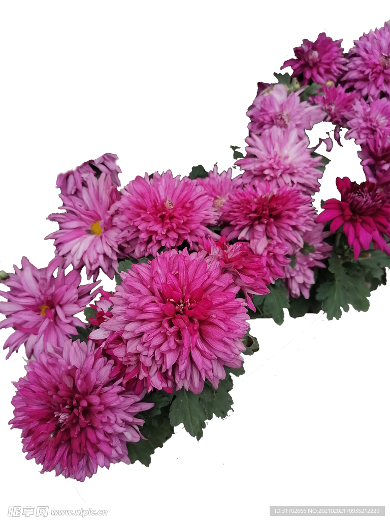 菊