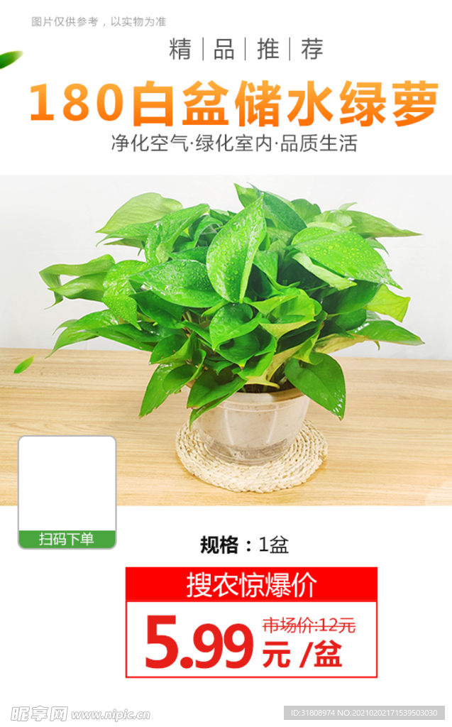 180白盆储水绿萝推广图