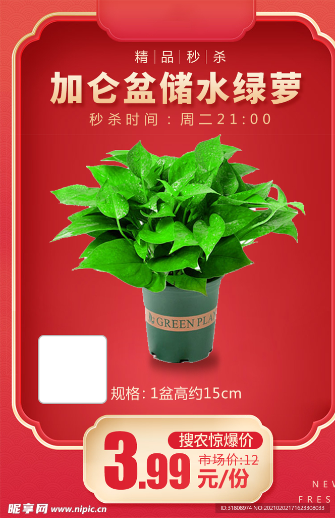 180白盆储水绿萝加档秒