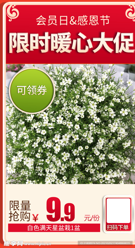 白色满天星盆栽1盆加档秒杀