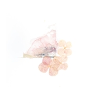 花卉