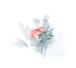 花卉