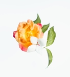 花卉