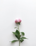 花卉