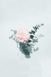 花卉