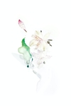 花卉