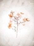 花卉