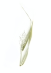 花卉