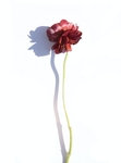 花卉