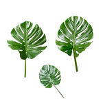 植物