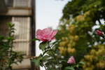 木槿