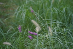 狗尾草